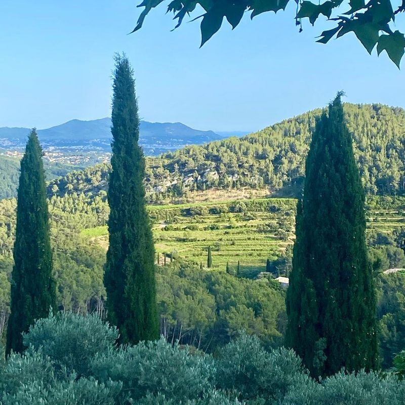 View from Château de Pibarnon, the retreat venue: cypresses, olive trees and terraced vineyards