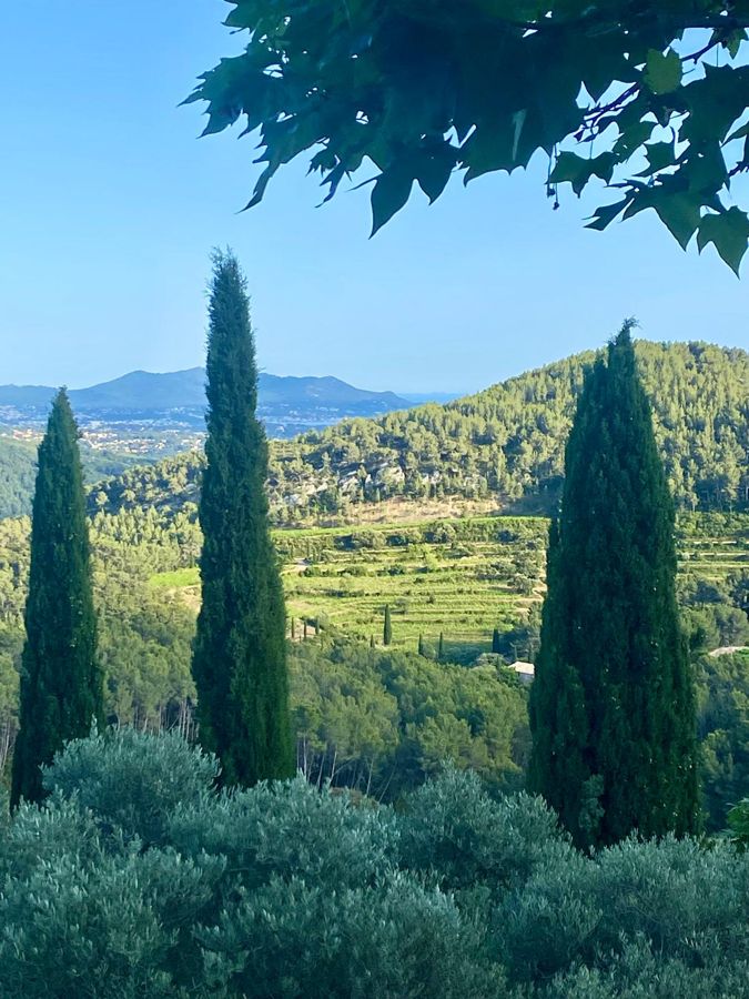 Cypress and olive trees with terraced vineyards facing the Provençal hills